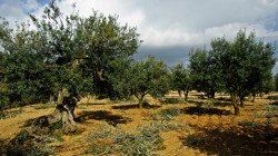 Camp d'oliveres. Foto: Jaume Morera Guixà - CMRO