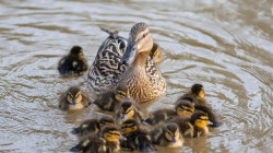 Llobregat river wildlife