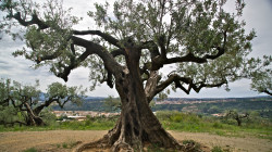 Olivera del capella Foto von Jaume Morera Guixa Cmro 2