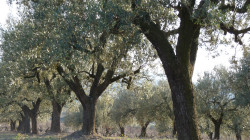 Paisatge d'oliveres. Foto: Joan Soler Gironès